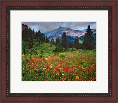 Framed Colorado, Laplata Mountains, Wildflowers In Mountain Meadow Print