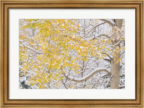 Framed Snow Coats Aspen Trees In Winter Print