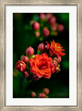 Framed Colorado, Fort Collins, Kalanchoe Flowers Close-Up Print