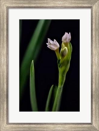 Framed Paperwhite Flower Plant Close-Up Print