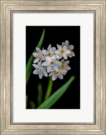 Framed Colorado, Fort Collins, Paperwhite Flower Plant Close-Up Print