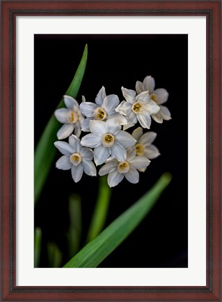 Framed Colorado, Fort Collins, Paperwhite Flower Plant Close-Up Print