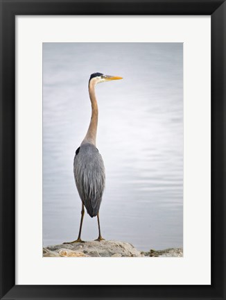 Framed Colorado, Great Blue Heron Print