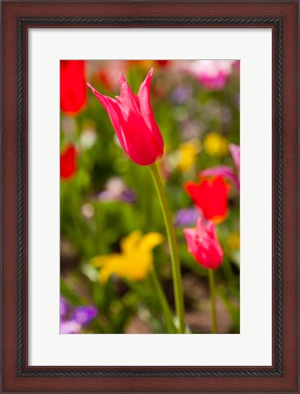 Framed Spring Flowers On Pearl Street, Colorado Print