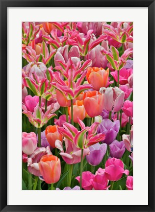 Framed Tulips In Planters, Formal Garden, Mt, Hockessin, Delaware Print