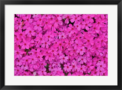 Framed Pink Phlox, Mt, Cuba Center, Hockessin, Delaware Print