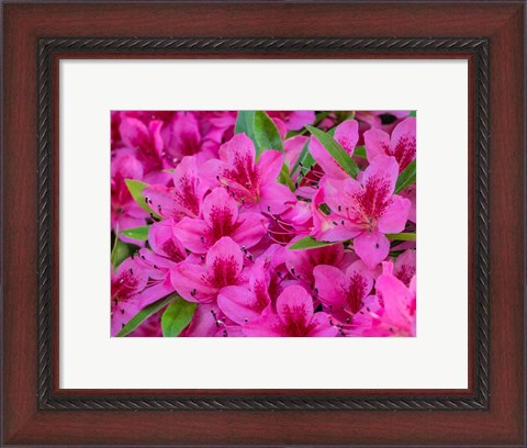 Framed Hot Pink Azaleas In A Garden Print