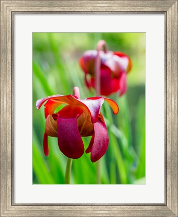 Framed Delaware, The Red Flower Of The Pitcher Plant (Sarracenia Rubra), A Carnivorous Plant Print