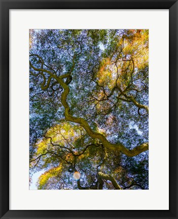 Framed Delaware, Looking Up At The Sky Through A Japanese Maple Print