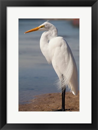 Framed Great Egret (Ardea Alba) On Tigertail Beach Lagoon, Marco Island, Florida Print