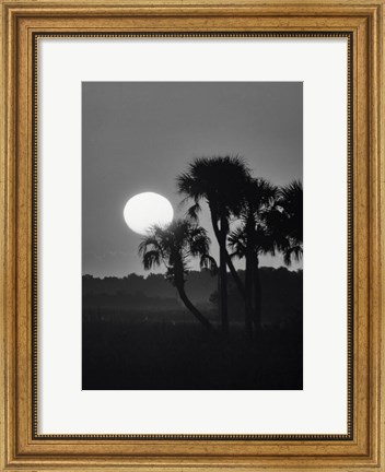 Framed Palm Trees And Sunrise, Florida Print
