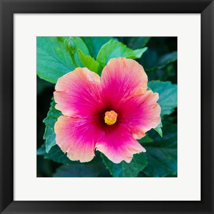 Framed Tropical Hibiscus Flower, Maui, Hawaii Print