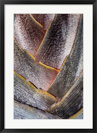 Framed Fan Detail Of Travelers Palm Tree, Maui, Hawaii Print