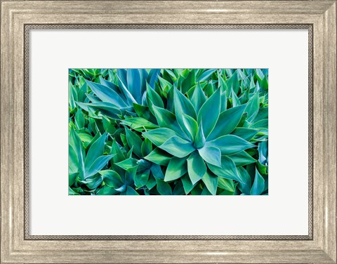 Framed Agave Kula Botanical Gardens, Upcountry, Maui, Hawaii Print