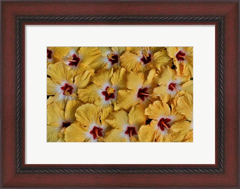 Framed Yellow Hibiscus Flower Grouping, Maui, Hawaii Print