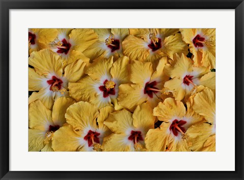 Framed Yellow Hibiscus Flower Grouping, Maui, Hawaii Print