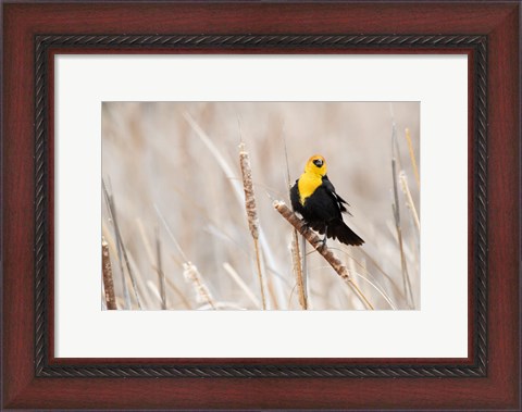 Framed Idaho, Market Lake Wildlife Management Area, Yellow-Headed Blackbird On Cattail Print