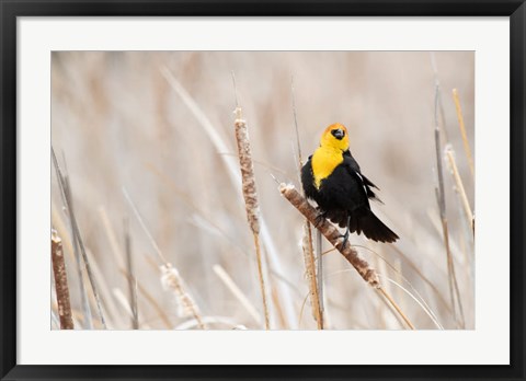 Framed Idaho, Market Lake Wildlife Management Area, Yellow-Headed Blackbird On Cattail Print