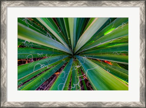 Framed Close-Up Of Yucca Plant Leaves Print
