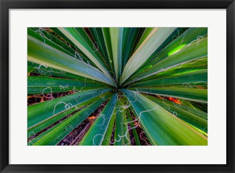 Framed Close-Up Of Yucca Plant Leaves Print