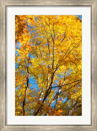 Framed Sunlight Filtering Through Colorful Fall Foliage 2 Print
