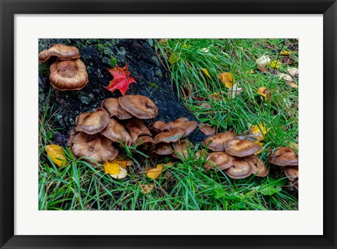 Framed Golden Honey Mushrooms On Oak Trunk, Michigan Print