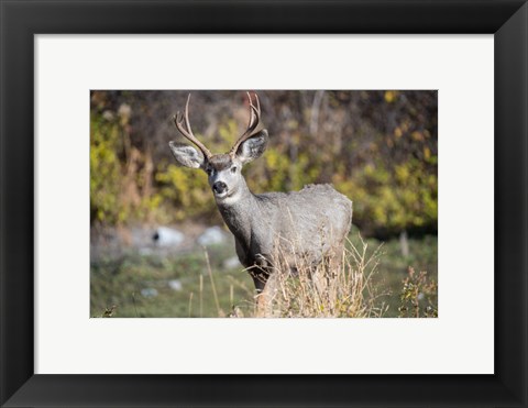Framed Mule Deer Buck At National Bison Range, Montana Print