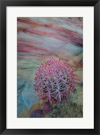 Framed Nevada, Overton, Valley Of Fire State Park Multi-Colored Rock Formation And Cactus Print