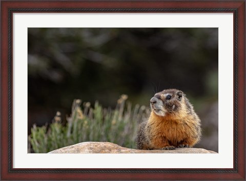 Framed Yellow Bellied Marmot In Great Basin National Park, Nevada Print