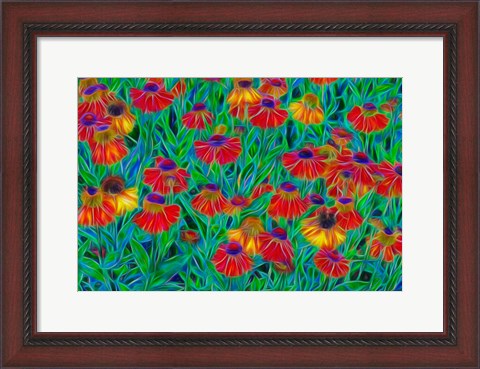 Framed Oregon, Coos Bay, Abstract Of Helenium Flowers In Garden Print