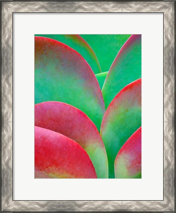 Framed Oregon, Kalanchoe Succulent Plant Close-Up Print
