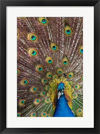 Framed Male Peacock Fanning Out His Tail Feathers Print