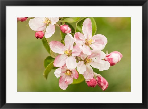Framed Hood River, Oregon, Apple Blossoms In The Nearby Fruit Loop Area Print