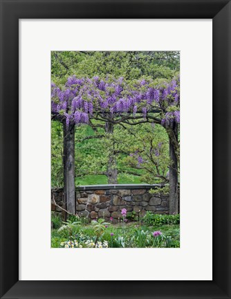 Framed Wisteria In Full Bloom On Trellis Chanticleer Garden, Pennsylvania Print