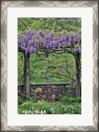 Framed Wisteria In Full Bloom On Trellis Chanticleer Garden, Pennsylvania Print