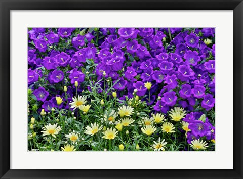 Framed Bell Flowers And Yellow Daisies, Longwood Gardens, Pennsylvania Print