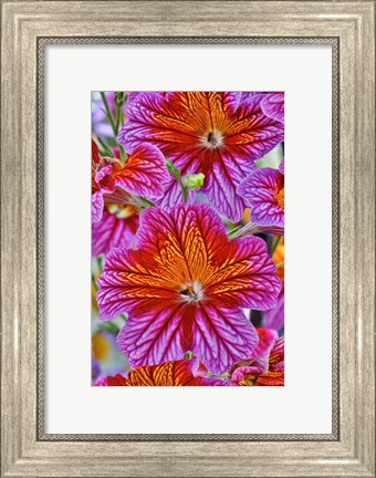 Framed Painted Tongue In Longwood Gardens Conservatory, Pennsylvania Print