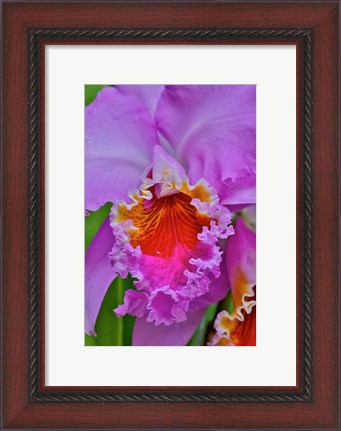 Framed Orchids In Longwood Gardens Conservatory, Pennsylvania Print