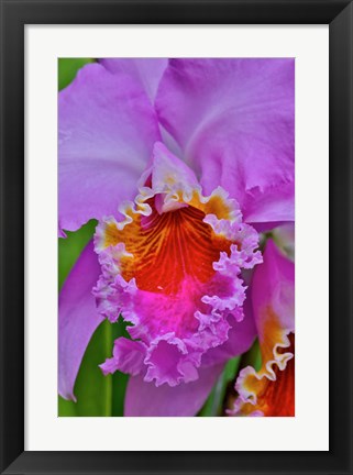 Framed Orchids In Longwood Gardens Conservatory, Pennsylvania Print