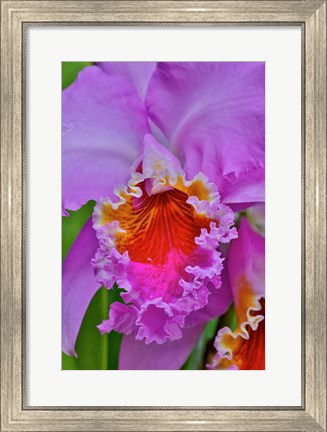 Framed Orchids In Longwood Gardens Conservatory, Pennsylvania Print