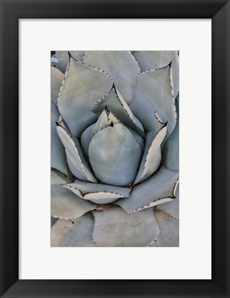 Framed Silver Toned Succulent, Longwood Gardens Conservatory, Pennsylvania Print
