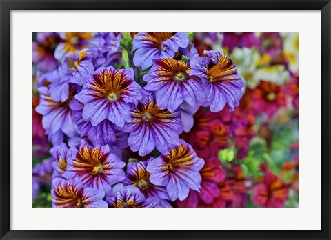 Framed Painted Tongue In Longwood Gardens Conservatory, Pennsylvania Print