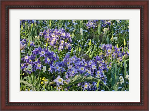 Framed Blooming Columbine, Longwood Gardens, Pennsylvania Print