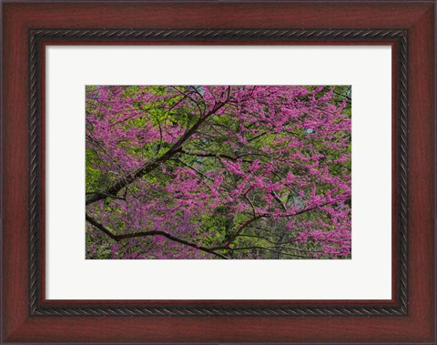 Framed Redbud Tree In Full Bloom, Longwood Gardens, Pennsylvania Print