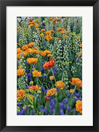 Framed Springtime Bloom Next To Chanticleer House, Chanticleer Garden, Pennsylvania Print