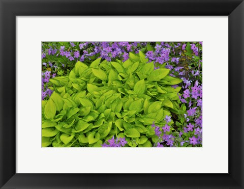 Framed Spring Colors, Chanticleer Garden, Pennsylvania 2 Print