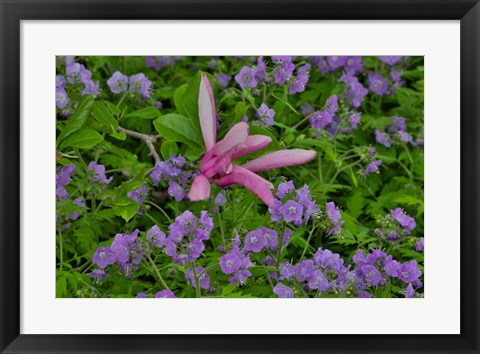 Framed Springtime, Chanticleer Garden, Pennsylvania Print