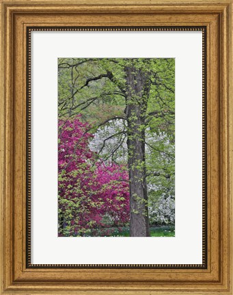 Framed Flowering Crabapple Trees, Chanticleer Garden, Pennsylvania Print