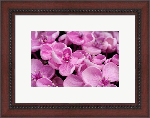 Framed Close-Up Of A Hydrangea Macrophylla &#39;Ayesha&#39;, Lilac Pink Print