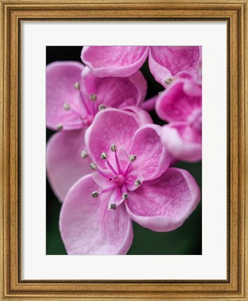 Framed Hydrangea Macrophylla &#39;Ayesha&#39;, Lilac Pink Print
